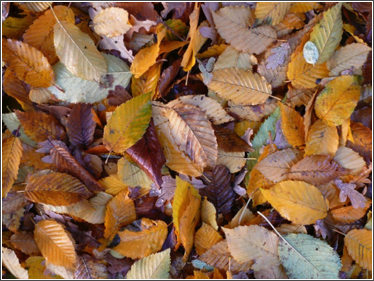 bham autumn 2